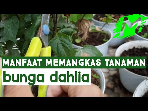 Video: Cara Memanjangkan Bunga Dahlia