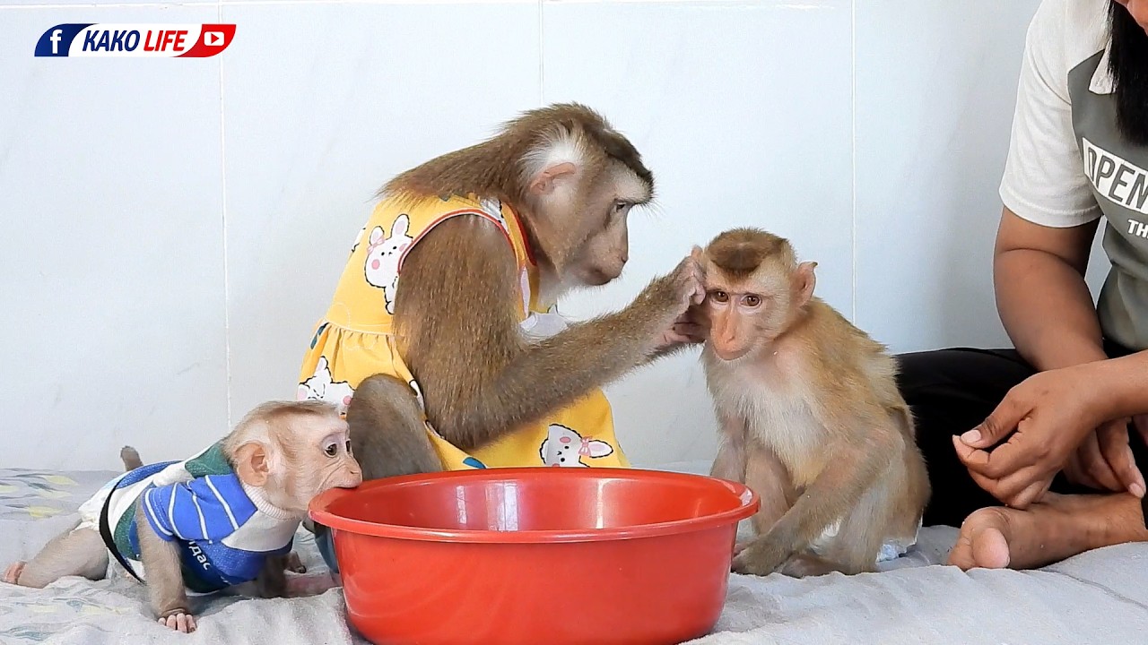 Adorable Luka Family Play Bucket With Grooming Grandma