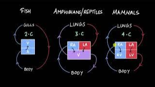 How many chambers do animals' hearts have? | Body fluids and circulation | Biology | Khan Academy