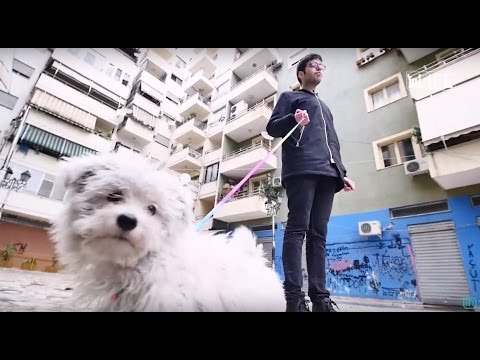 Video: Si Të Thurni Një Triko Për Një Qen