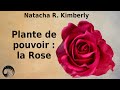 Plante de pouvoir  la rose