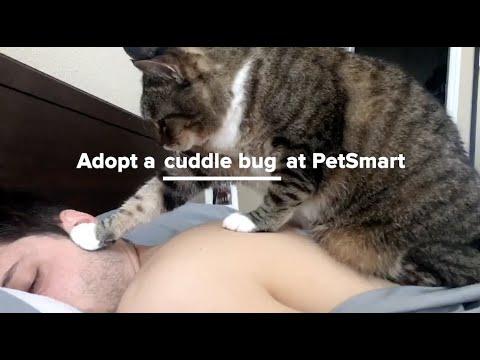 Video: PetSmart Сиздин Итиңизди Коммерциялык Рекламага Коркутуп Кетишин Каалайт