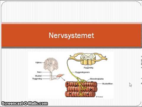 Video: Strukturella Aspekter Av Plasticitet I Nervsystemet I Drosophila