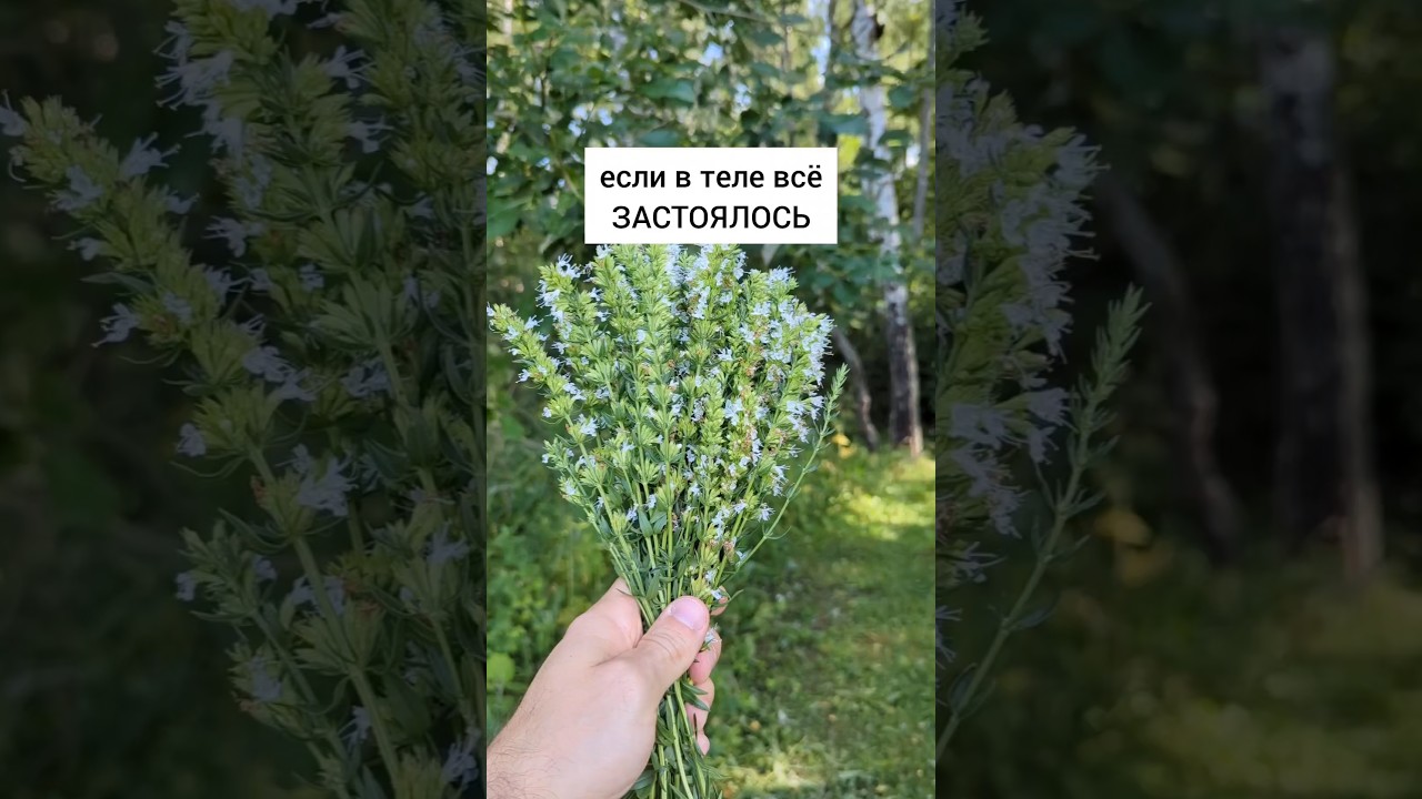Иссоп - если в теле всё застоялось #травы #травыдляздоровья #здоровье