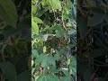 The Sacred Beauty of the Passion Flower | Krishnakamal Symbolism in Nature