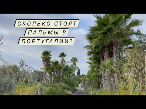 Видео: Сколько стоят пальмы?