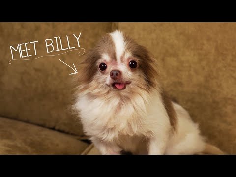 Meet Billy, Rescued From a Puppy Mill