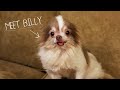 Meet Billy, Rescued From a Puppy Mill - 2013 CINE Award Winner
