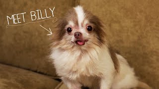 Meet Billy, Rescued From a Puppy Mill  2013 CINE Award Winner