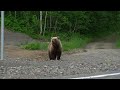 Медведи, Камчатка