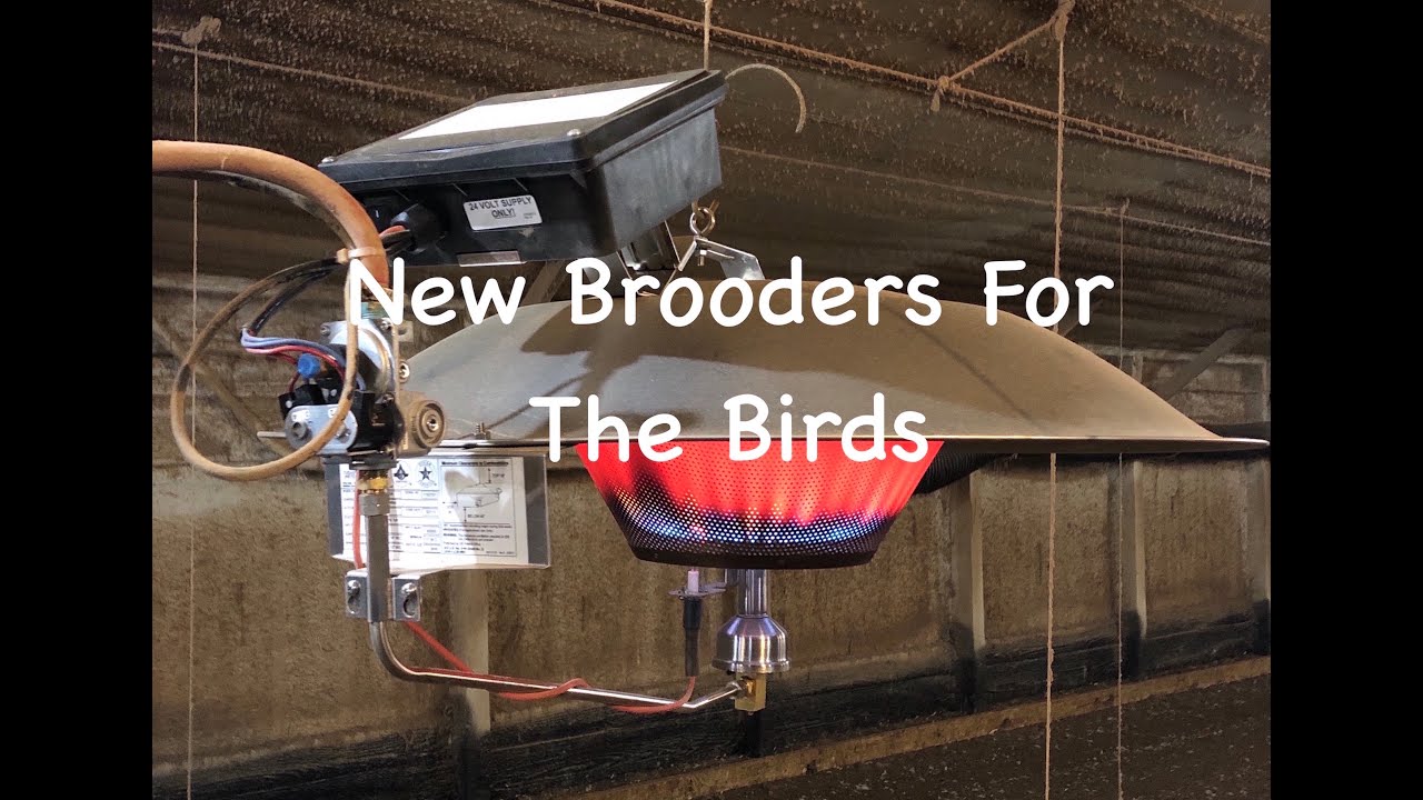 New Brooders For The Birds - YouTube