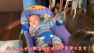 赤ちゃんの世話をしたがるお姉ちゃんとそれを心配そうに見つめる猫　ノルウェージャンフォレストキャット　A cat that is worried about babies