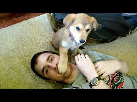 When you are under your dog's control 🤣 Funniest Animal Videos🐶