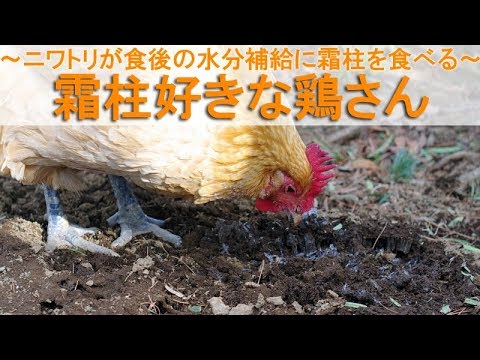 霜柱好きな鶏さん～ニワトリが食後の水分補給に霜柱を食べる～