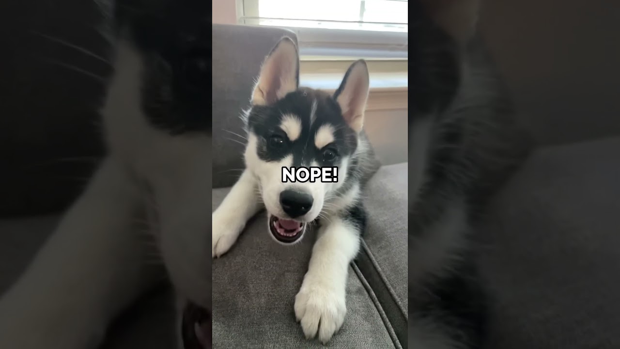 puppy gets IN TROUBLE for messing up the couch!