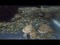 【熱帯魚動画図鑑】カブトニオイガメ