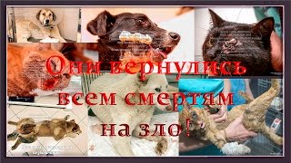 До слез о приютах для бездомных животных Собаки и Кошки