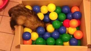 ferret Spike playing in the ball pit by channel4ferrets 8,445 views 11 years ago 1 minute, 18 seconds