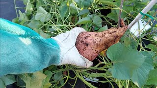 Sweet Potato Harvest! This Makes Me Happy🌞