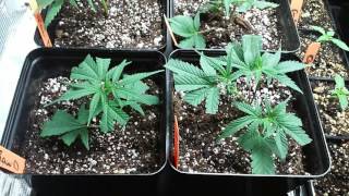 How to grow lowkey 101 pt.48 8 day clones new home