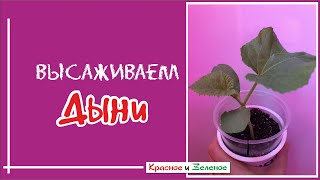 Посадка дыни. Когда и как высаживать рассаду.