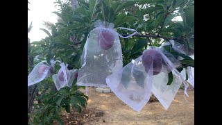 Bagging Fruit Trees (protecting our crops!)