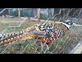 My reeves's pheasant ( király fácán kakas )