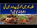 Potato Production Decline Pakistan | Reasons Behind Lower Yield | Agriculture Update - Aaj News