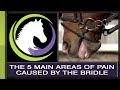 Overcoming the 5 Main Areas of Pain Caused by the Bridle with William Micklem