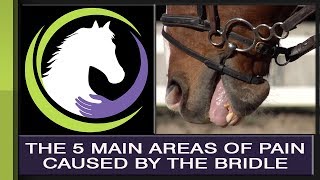 Overcoming the 5 Main Areas of Pain Caused by the Bridle with William Micklem