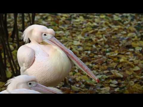 Wideo: Kim Są Pelikany