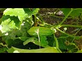 Pied de courge ultra rentable  jardin bio facile