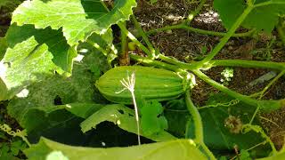 Pied De Courge Ultra Rentable Jardin Bio Facile