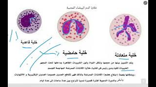 الخلايا البلعمية الكبيرة ||وخلايا الدم البيضاء الاخرى|| احياء ||الصف الثالث الثانوى