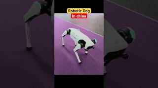 Robo dog in china