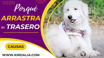 ¿Por qué se arrastran los perros hacia ti?