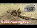 भारत का सबसे खतरनाक जेहरीला साप देखिए दोस्तों