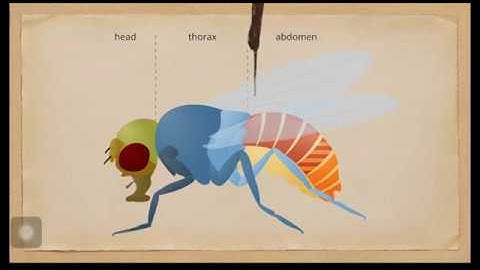 Drosophila wing mounting