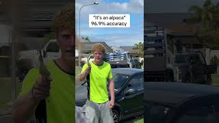 #alpaca #accuracy #meme #australia #aussie #straya #onlyinaustralia #viral #funny #comedу #skit