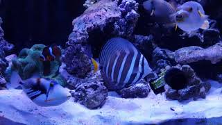 New orange lined triggerfish