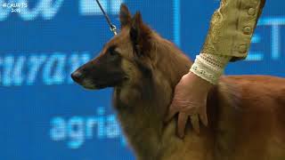 Best of Breed, Pastoral Group|BELGIAN SHEPHERD DOG (TERVUEREN)|(20172022)