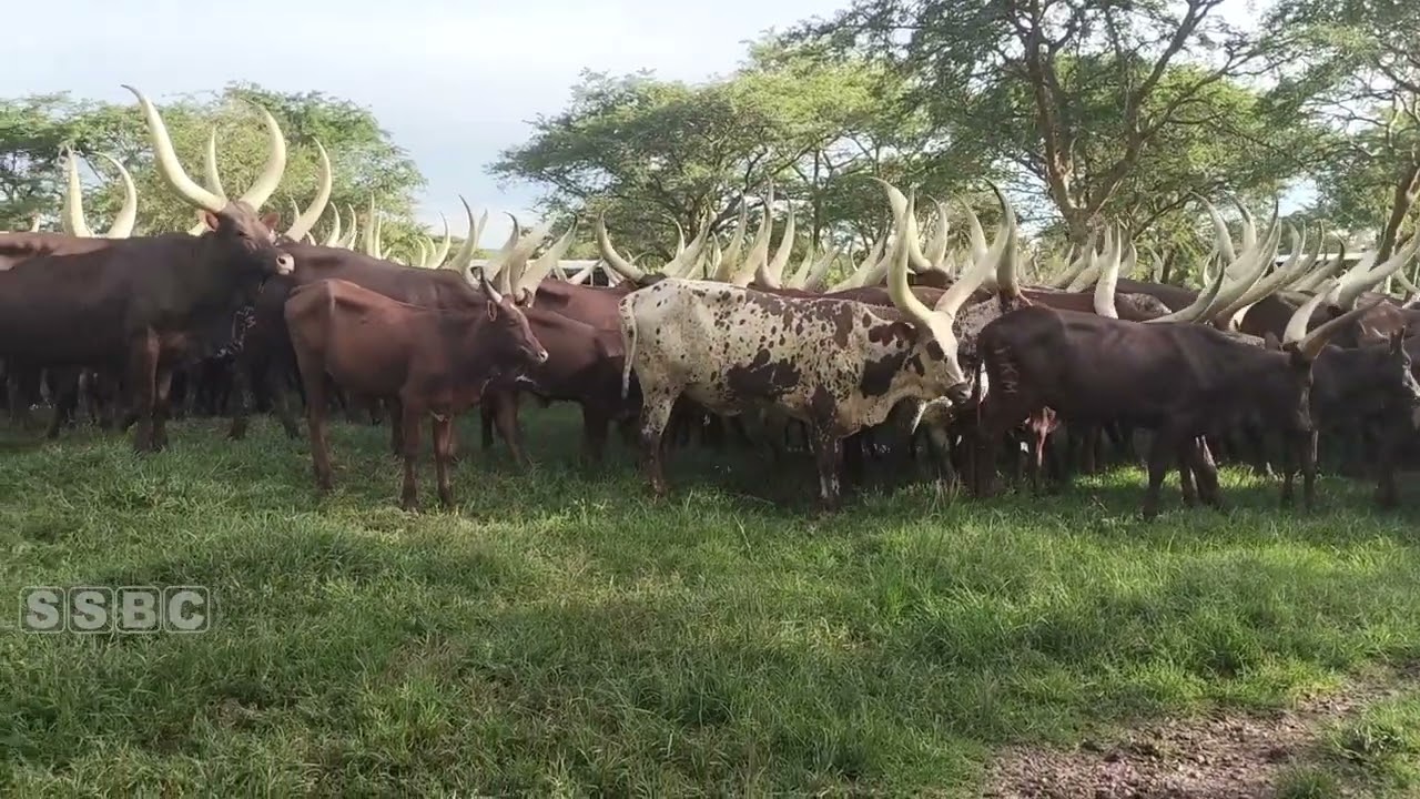 PRESIDENT MUSEVENI TAKES EALA MEMBERS FOR A TOUR AT HIS CATTLE RANCH