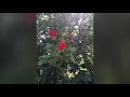 Розы на Кубани