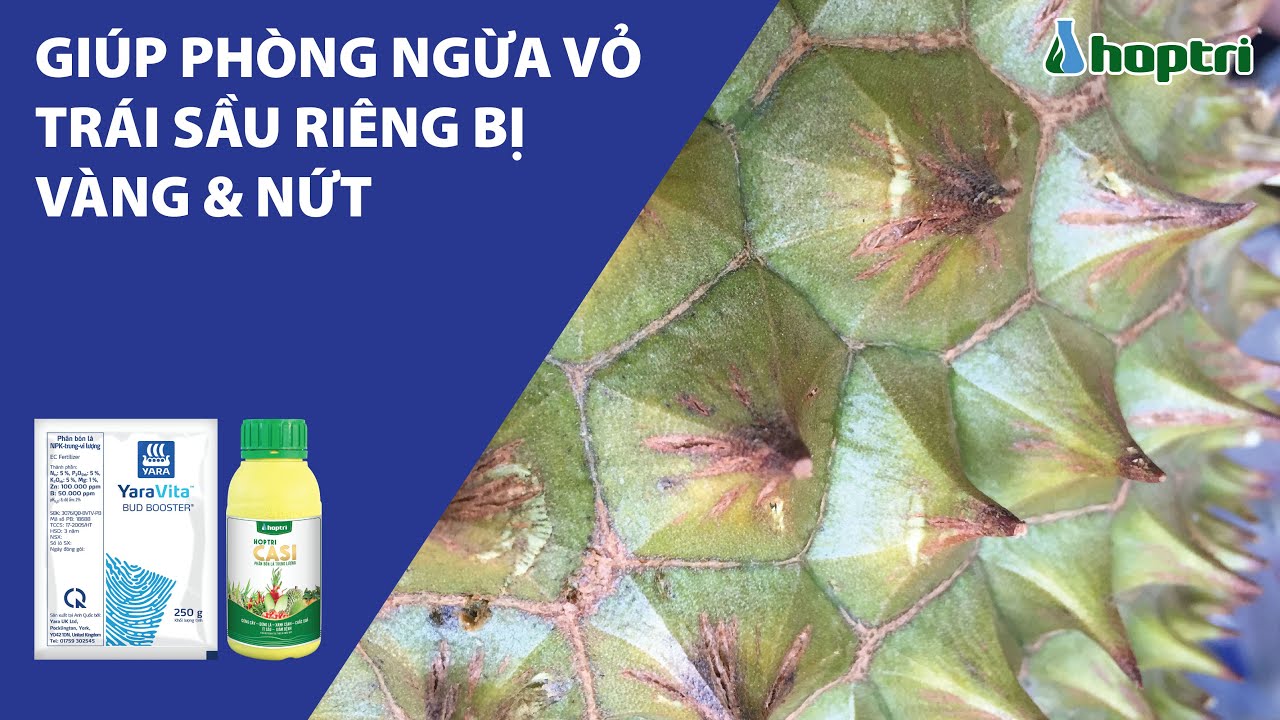 GIÚP PHÒNG NGỪA VỎ TRÁI SẦU RIÊNG BỊ VÀNG & NỨT