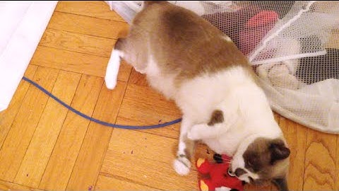 SuperCat Plush Gators & Yetis from Quaker Pet Group