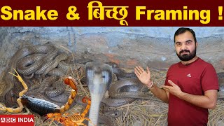 Snake Farming | bicchu farming | Is this legal In india  | what is Venom farming  | Bichoo palan