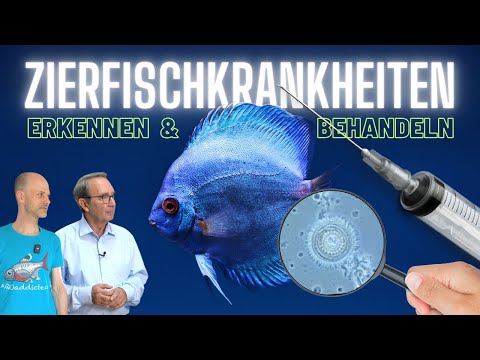 Video: So wählen Sie gesunde Aquarienfische