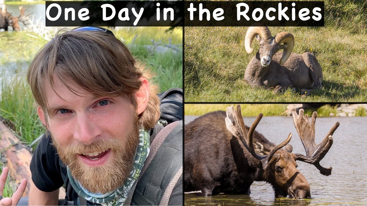 Rocky Mountain National Park Wildlife Trip | 1 day | 2020