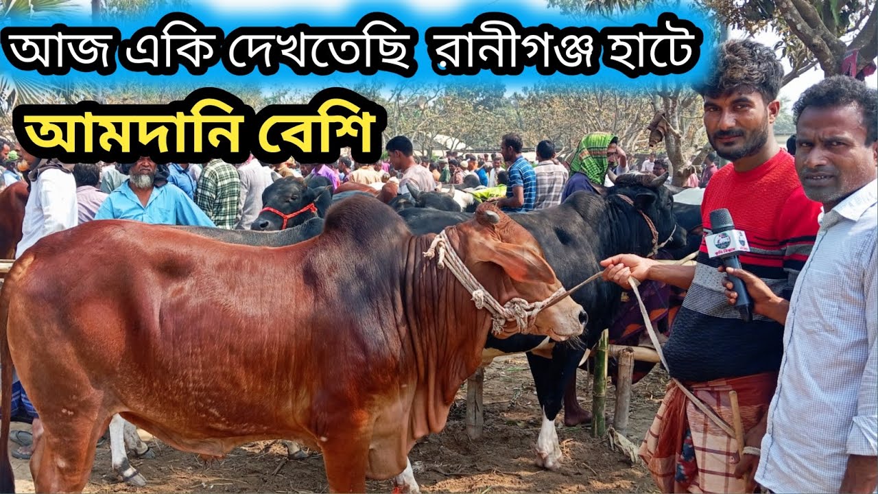২/৩/২৬/ ২৬ কুরবানী ঈদের শাহিওয়াল জাতের খামার উপযোগী গরু কেমন দামে বেচাকেনা হচ্ছে রানীগঞ্জ হাটে!