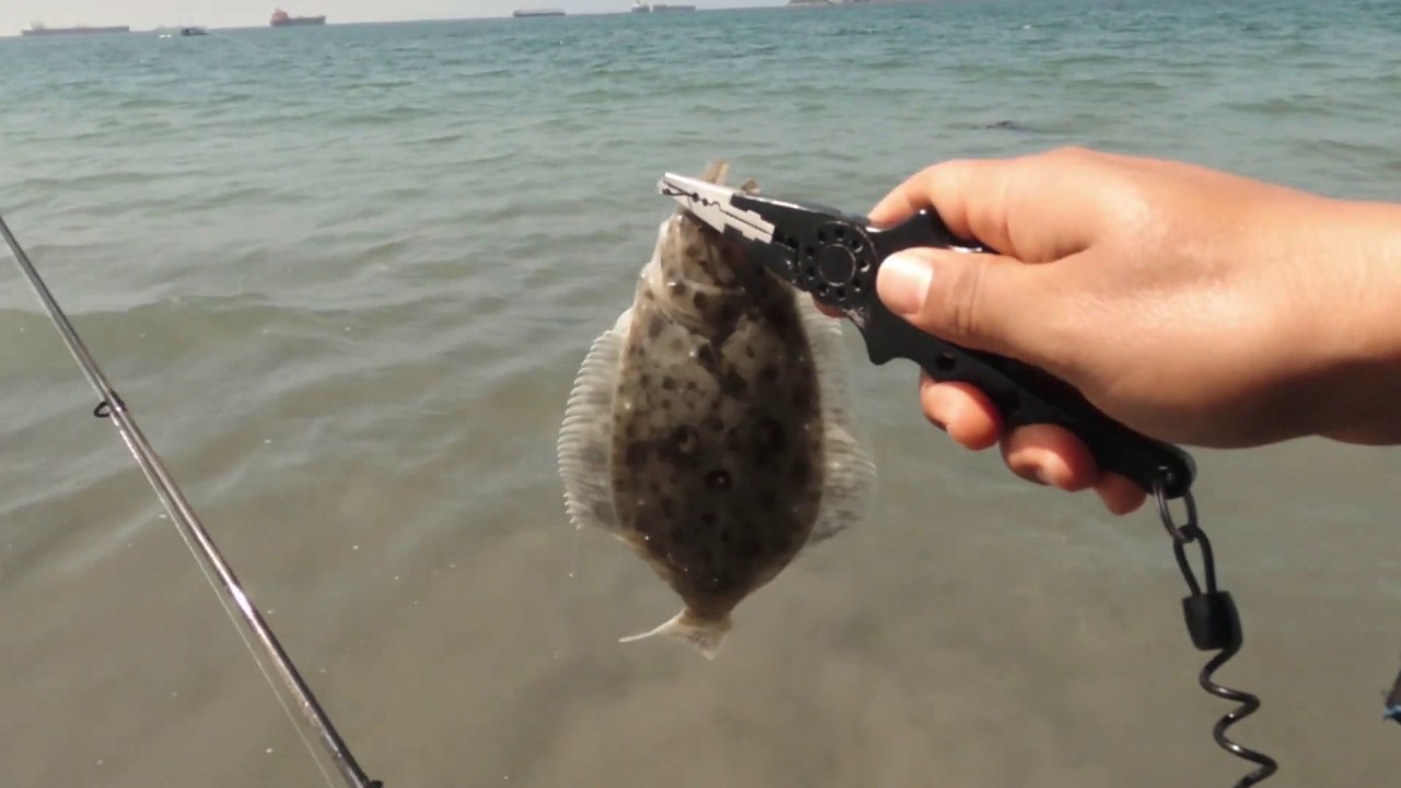 Long Beach Halibut fishing near Belmont Pier with a gopro 8 YouTube